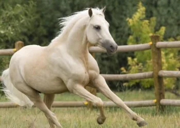 How much does a horse cost to buy 9 1235656