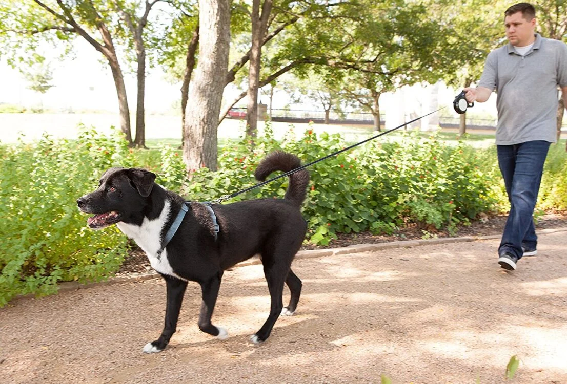 Which Pet Is Right For You? 2 Which Pet Is Right For You?