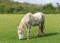How Old Does A Horse Get And When Is It "Old"? 18 How Old Does A Horse Get And When Is It "Old"?