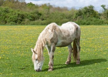 How Old Does A Horse Get And When Is It "Old"?