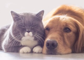 Which Pet Is Right For You?