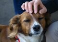 stroke a dog