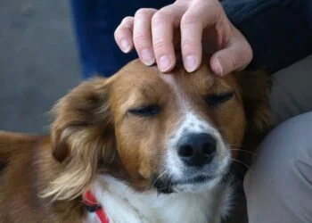 How And Why To Stroke Your Dog? 6 stroke a dog