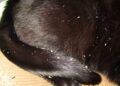 Dandruff in cats