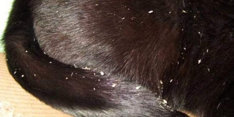 Dandruff in cats