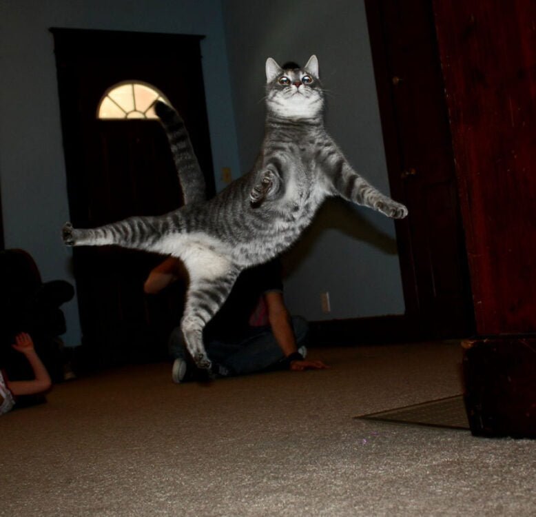 cat jumping