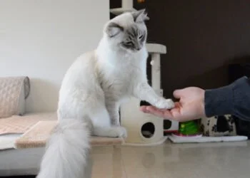 Training cats: this is how it works with the tricks 5 cat traing best