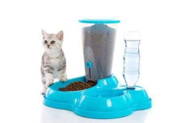 Automatic feeder for the cat