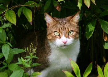 Homeopathy to treat cat diseases 1 Homeopathy