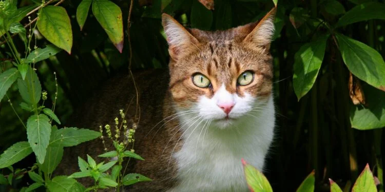 Homeopathy to treat cat diseases 1 Homeopathy