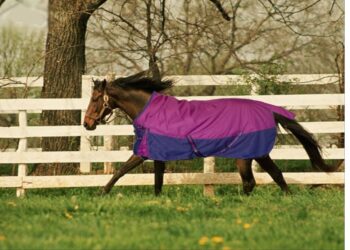 Horse Blanket