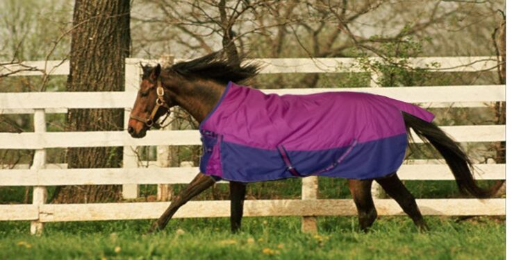Horse Blanket