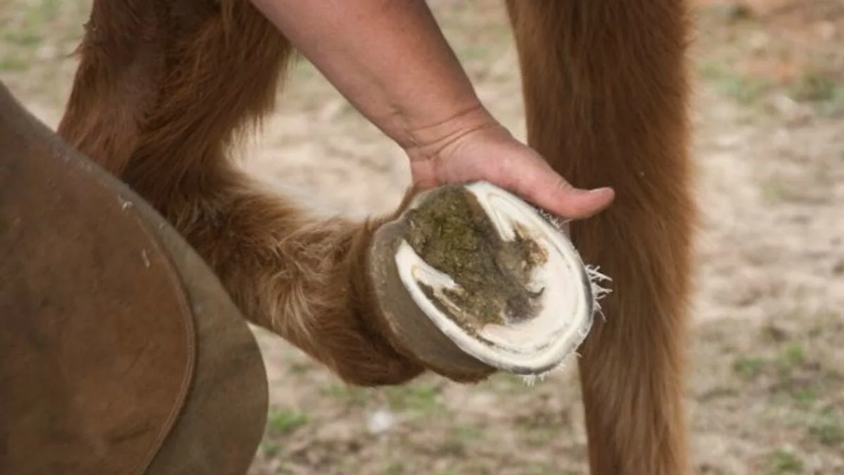 Take care of your horse's feet.