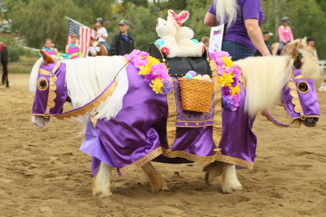 Your Horse Dressing 2 The different stages of grooming