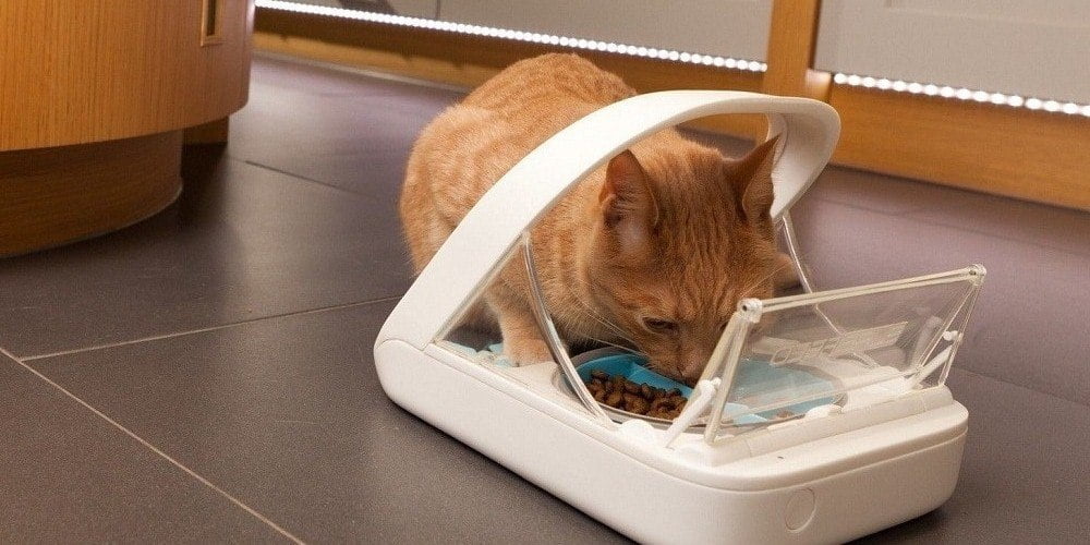 Automatic Feeder For The Cat 2 What is a cat feeder?