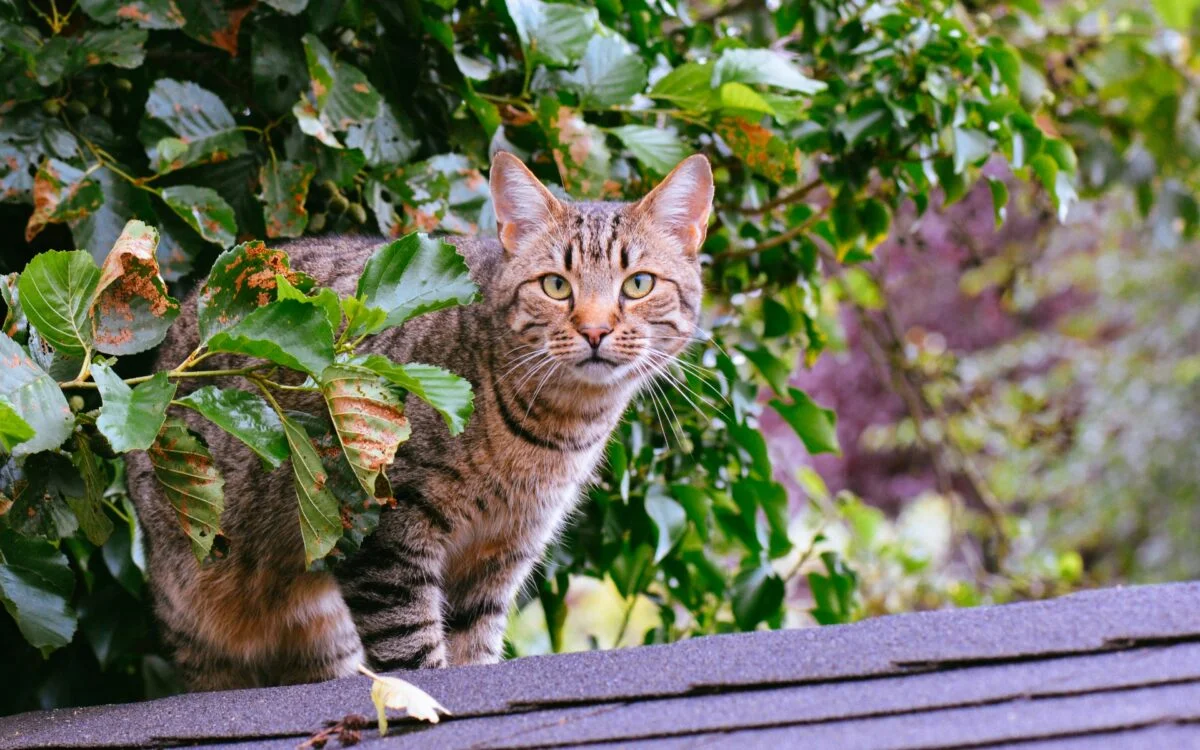 Homeopathy to treat cat diseases 2 Why use homeopathy to treat your cat?