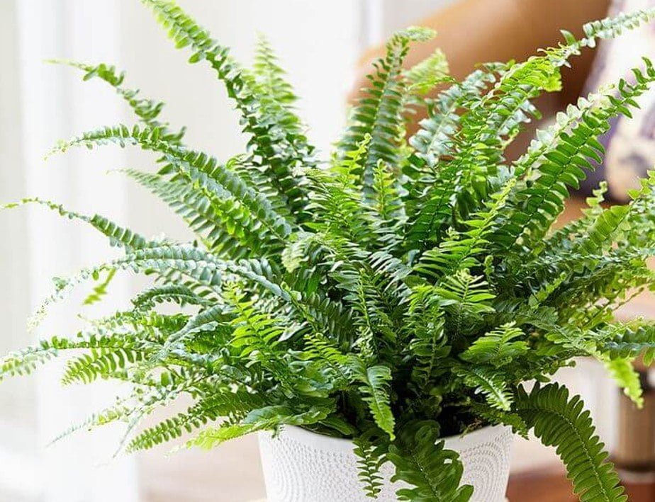 ferns