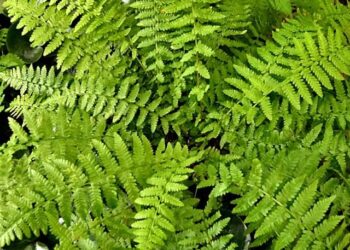 5 varieties of ferns