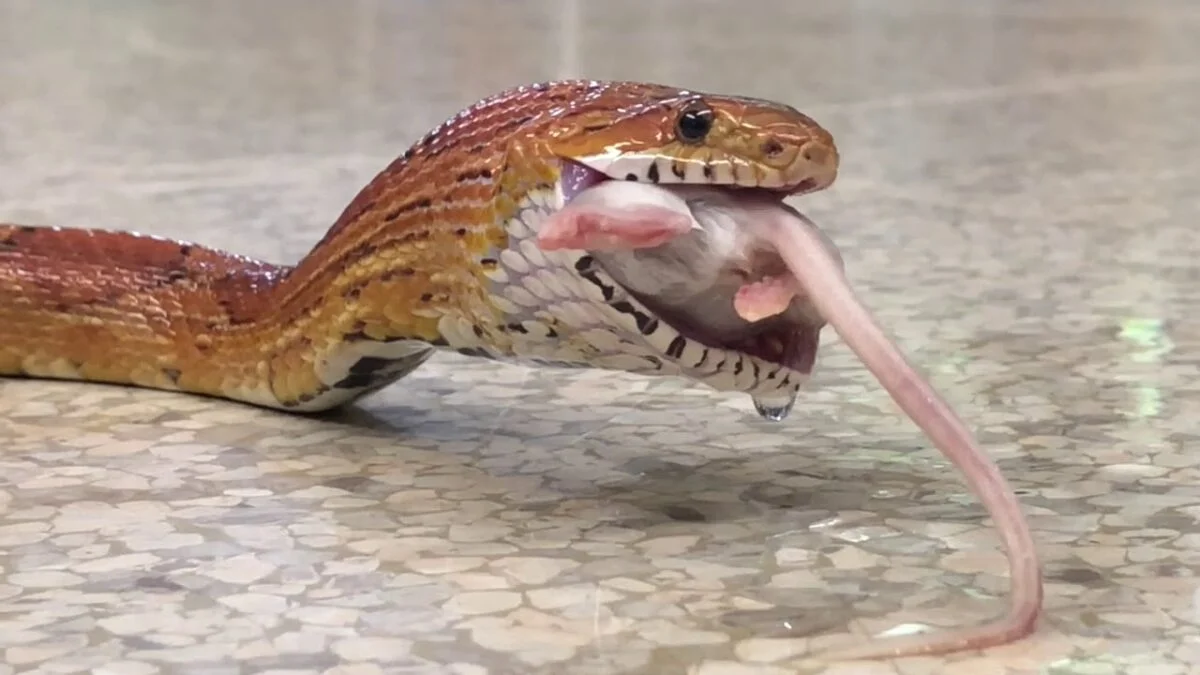corn snake 6 Feeding corn snakes