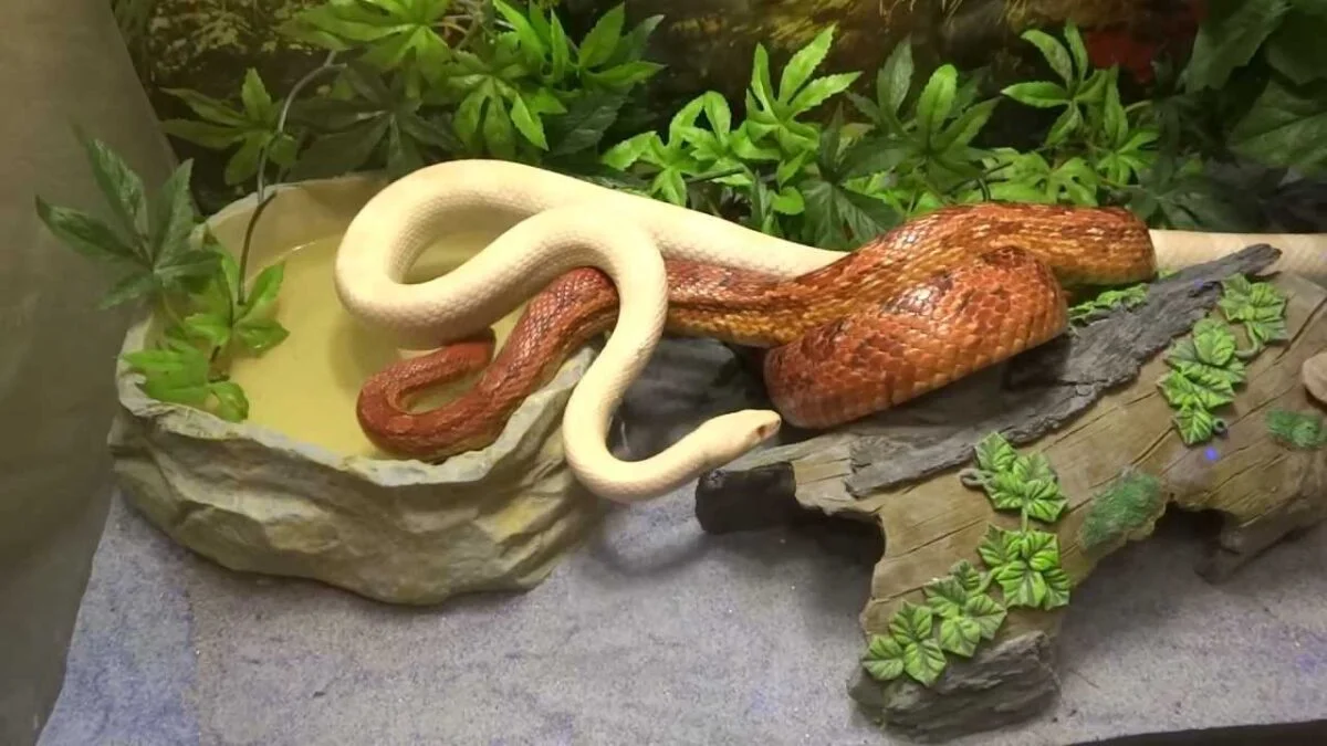 corn snake 4 The care of the terrarium and the care of the corn snake