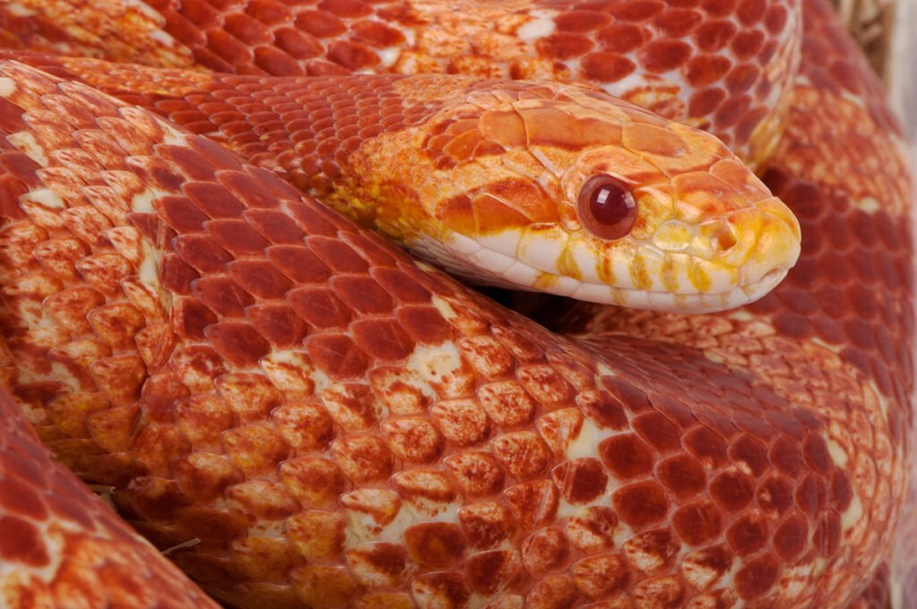 Image showcasing Corn Snake