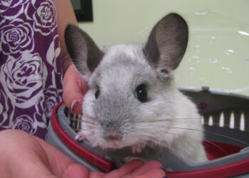 Chinchilla as a pet 7 chinchilla as a pet