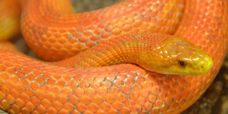 corn snake 1 corn snake