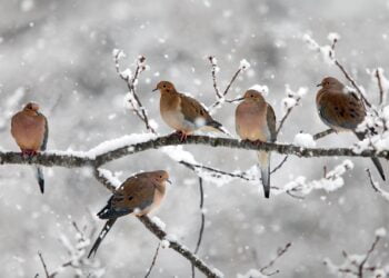 Feeding birds in winter: no garland of cap peanuts 3 birds in winter