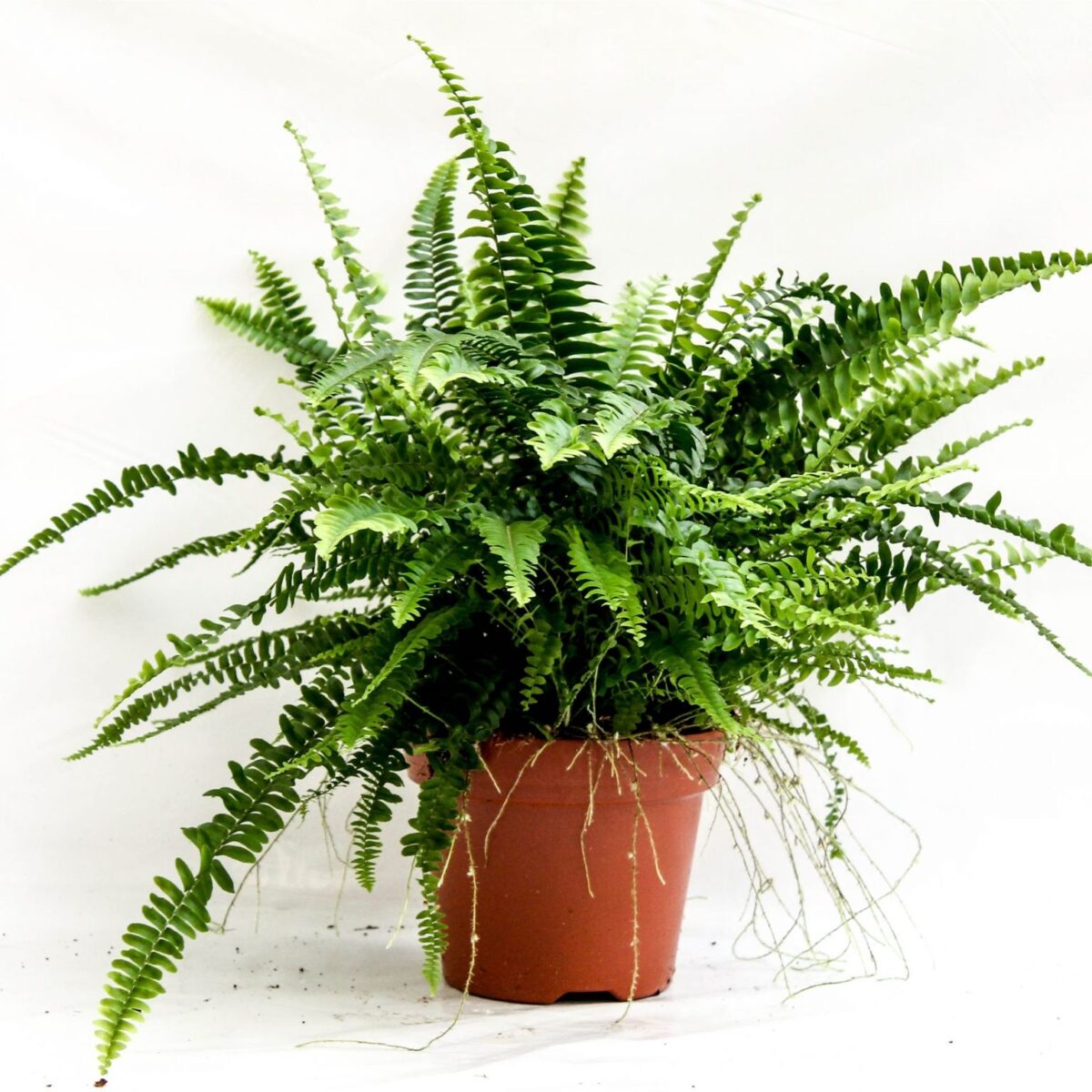 ferns