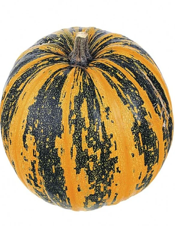 Pumpkins and pumpkin plants 3 pumpkin