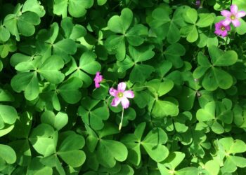 The Usefulness Of Clover In A Lawn 2 clover