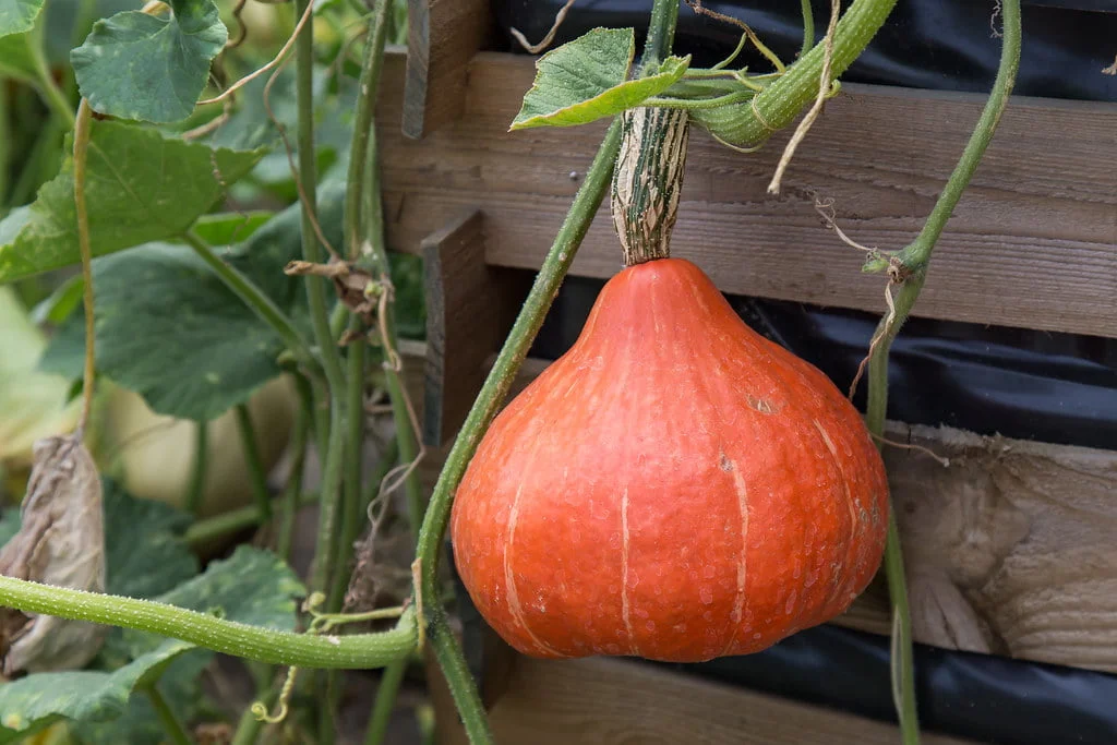 Pumpkins and pumpkin plants 5 pumpkins