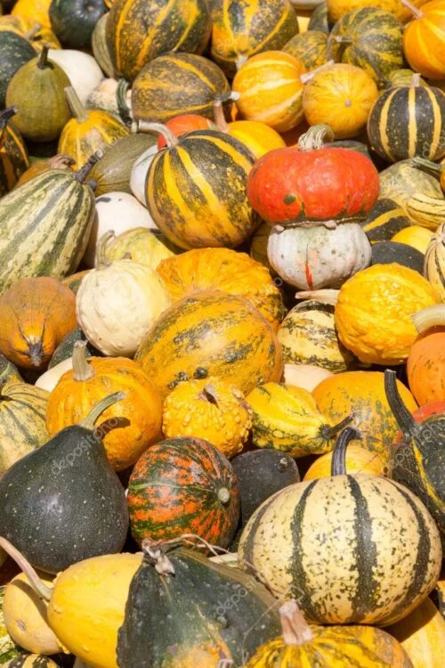 Pumpkins and pumpkin plants 4 pumpkins