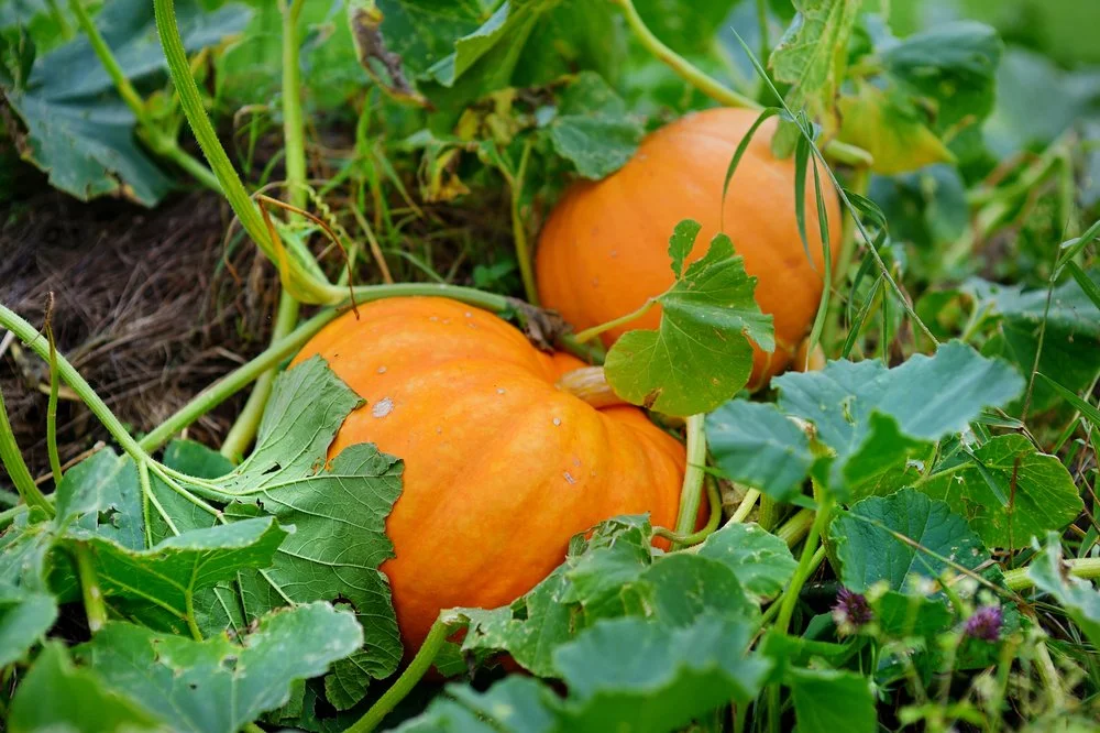 Pumpkins and pumpkin plants 2 pumpkin