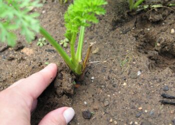How And When To Plant Carrots? 2 Plant Carrots