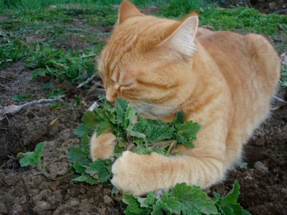 Cats