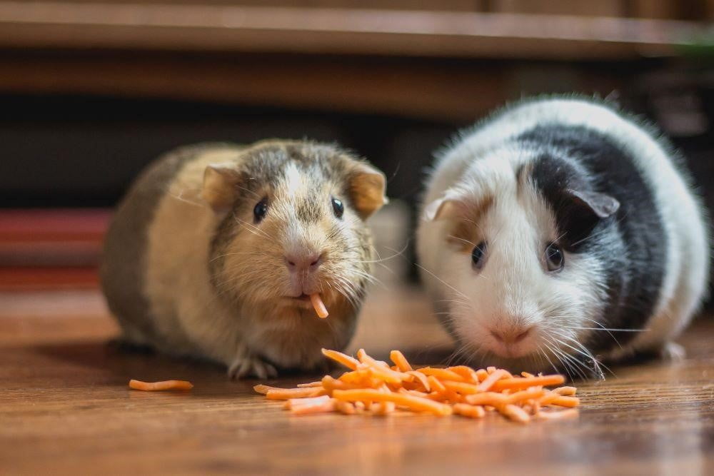 How to Pick Guinea Pig Cages for Your Very Active Pets 2 Guinea Pig Cages