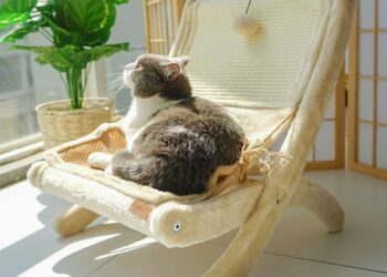 How Do You Make Cats Happy? 1 Cats