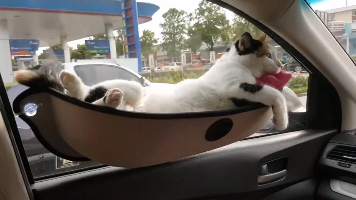 Cats