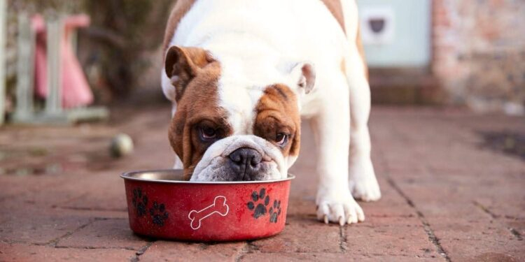 What Food Is Safe for Dogs