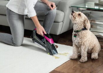 How To Remove Dog Smell At Home? 1 dog smell