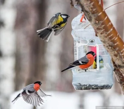 Feed garden birds in winter 4 birds