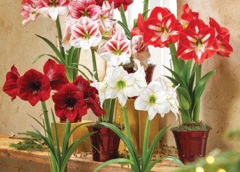 Amaryllis bulb