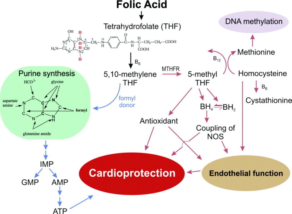 Folic Acid Deficiency