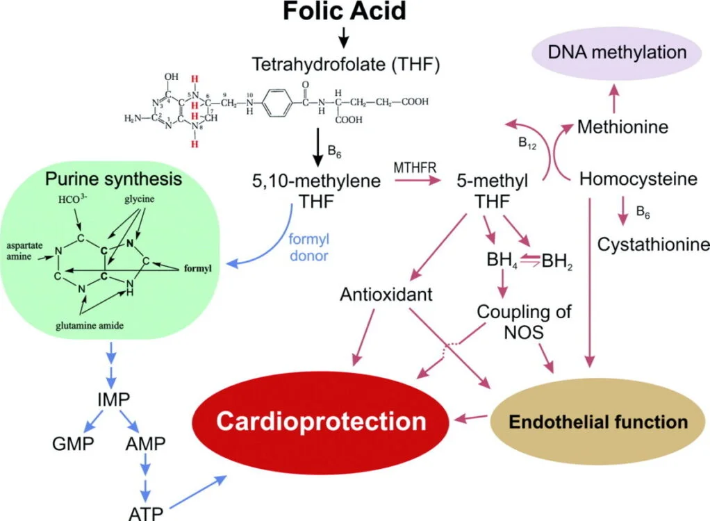 Folic Acid Deficiency