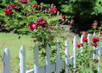 6 Garden Fencing Ideas for Your Garden 2 Garden Fencing Ideas