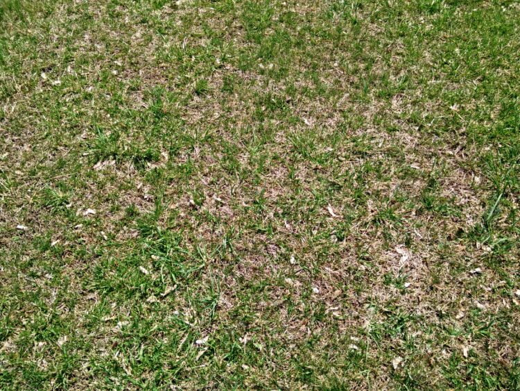 grass