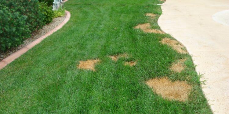 grass