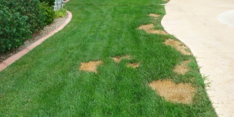 Dog pee destroys the garden grass - what to do? 1 grass