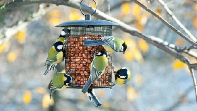 Feed garden birds in winter 3 birds